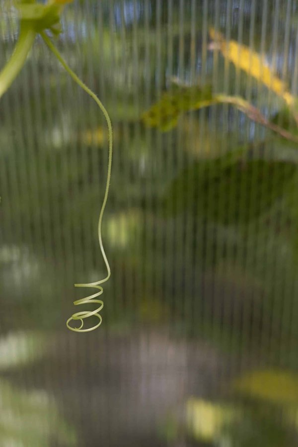 How to Create a Scalable Exercise Program for Individuals with Congenital Heart Disease?